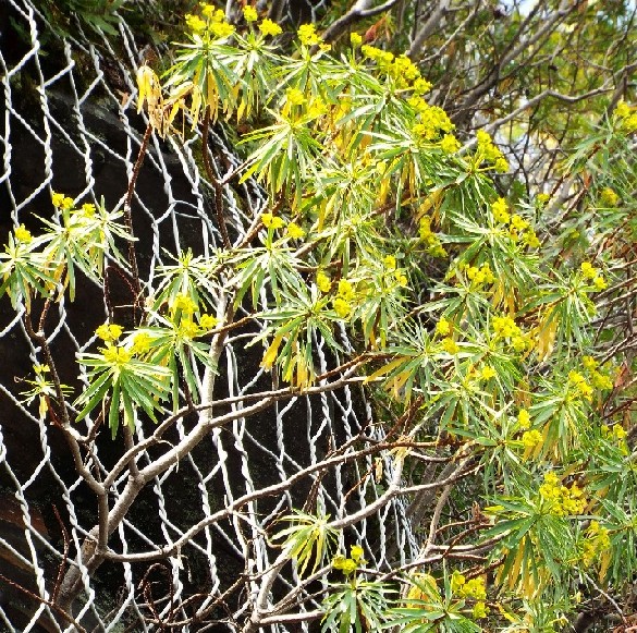 Euphorbia dendroides